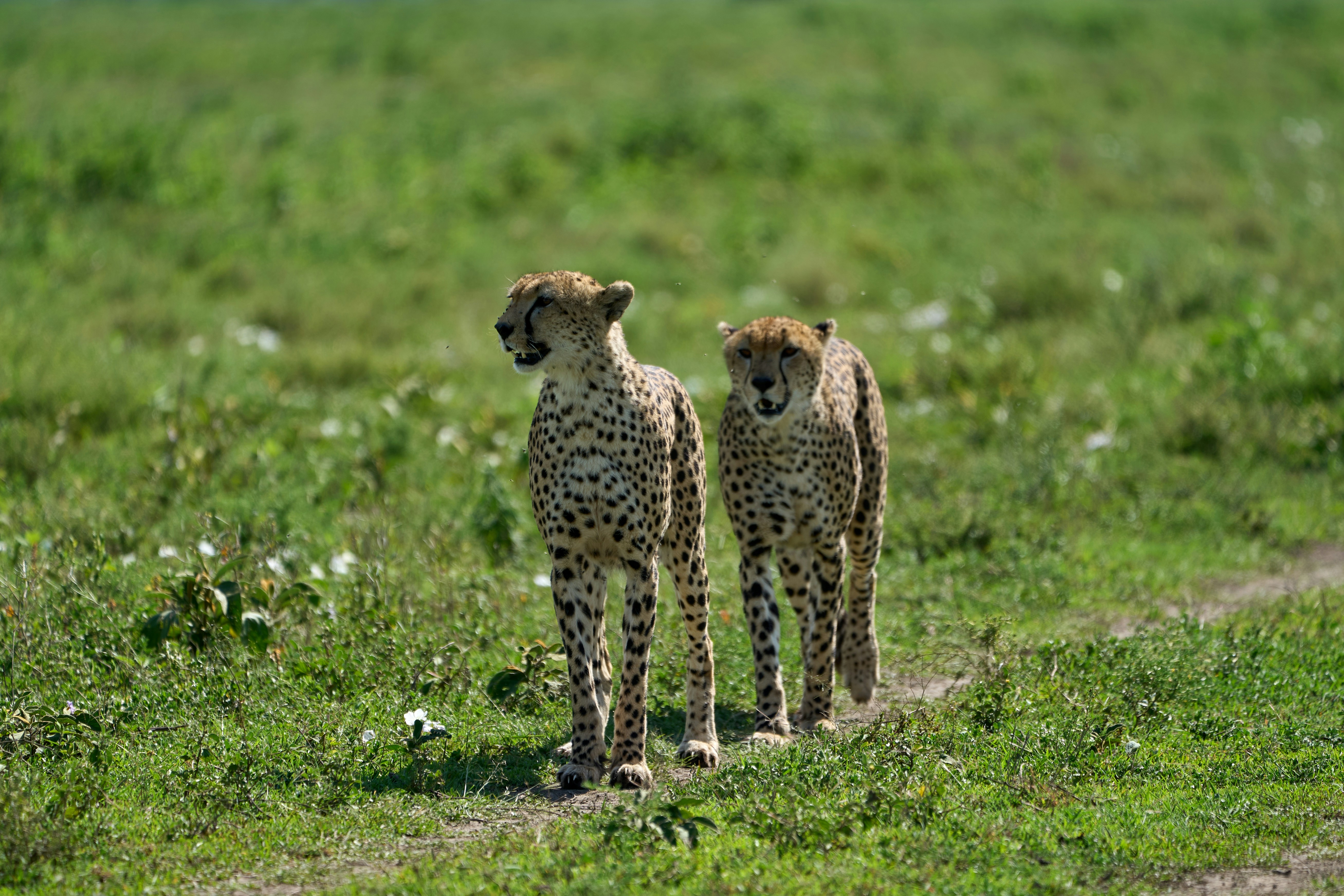 11 days 10 nights safari